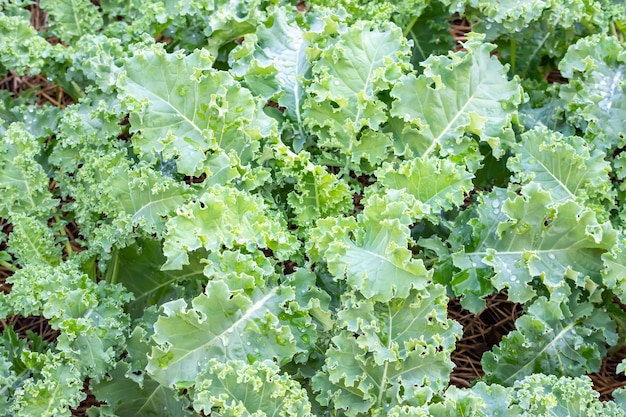 Viele Curl Leaf Grünkohl oder Brassica oleracea auf dem Feld angebaut mit trockenem Stroh bedeckt.