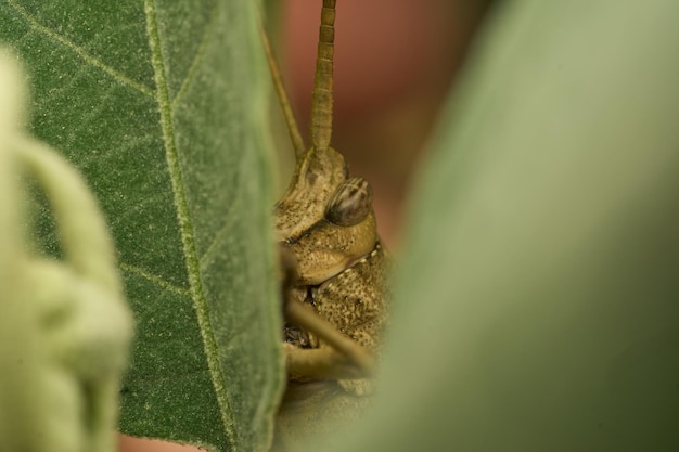 Viele Details einer braunen Heuschrecke auf grünem Gras