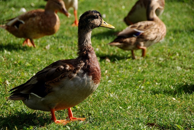 Viele enten auf einer grünen wiese am see im sommer