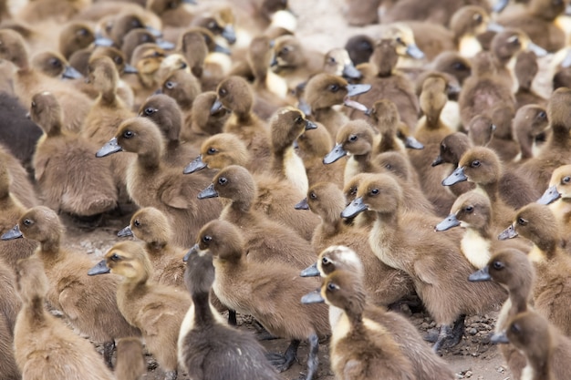 Viele Enten laufen zum selben Punkt.