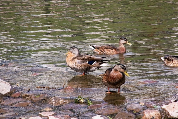 Viele Enten schwimmen im schmutzigen grünen Wasser eines Flusses