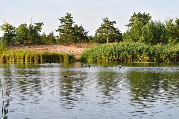 Viele Enten schwimmen und fliegen auf dem Wasser