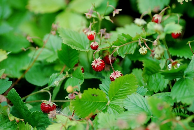 Viele Erdbeeren