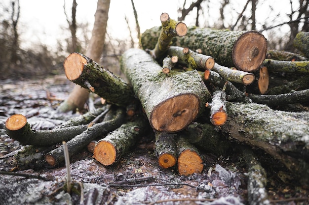 Viele fällen Bäume im Wald für Brennholz