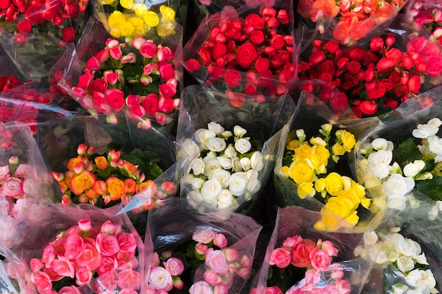 Viele Farben von Begonia