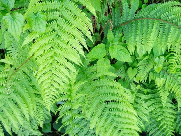 Viele Farnblätter Farnbüsche Hintergrund aus PflanzenNatur Viele Äste Blattplatte