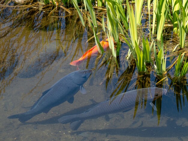 Viele Fische im klaren Wasserteich mit Grünpflanzen