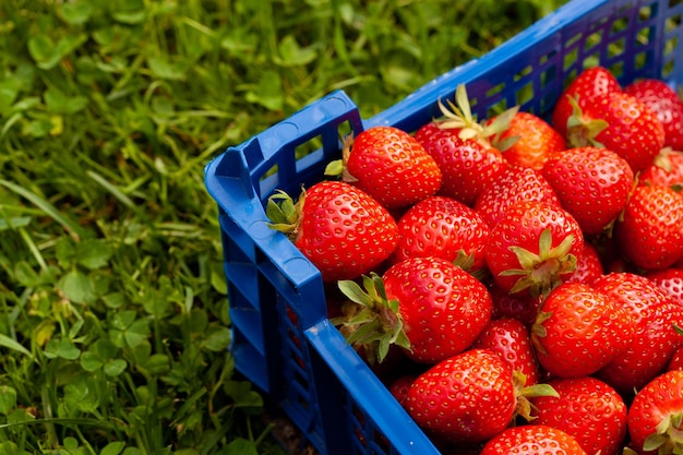 Viele frische Bio-Erdbeeren nach der Ernte im Plastikbehälter auf Gras