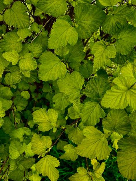 Viele frische hellgrüne Blätter