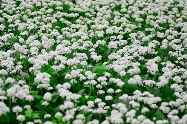 Viele frische Knoblauchpflanzen im Wald