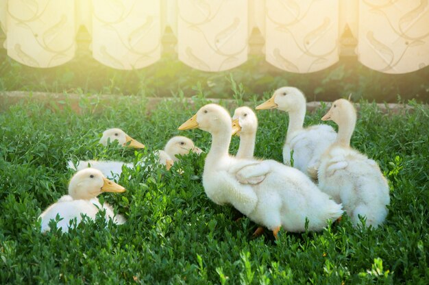 Viele Gänschen grasen auf einer grünen Wiese