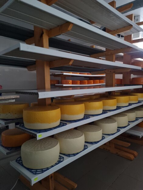 Viele ganze Käse in der Fabrik