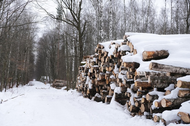 Viele gefällte Bäume und Baumstämme liegen im Winter am Waldrand, Entwaldung