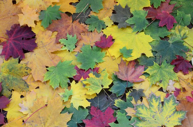 Viele gefallene und vergilbte Herbstblätter