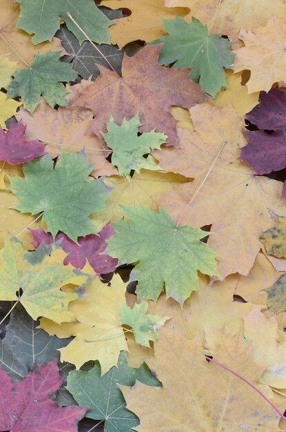 Viele gefallenen und vergilbten Herbstblätter aus den Grund.