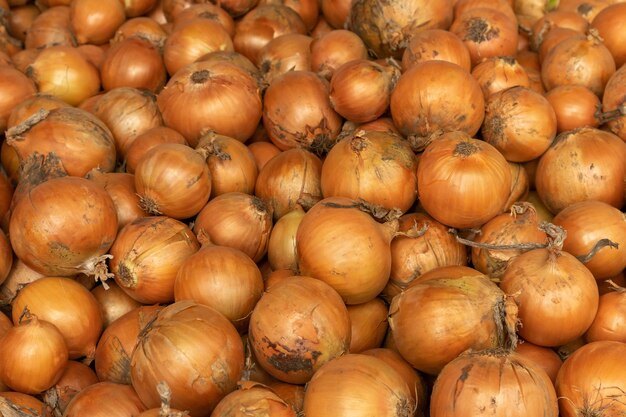 Viele gelbe Bio-Zwiebeln versandfertig Zwiebelernte Frische Zwiebeln auf dem Markt Nahaufnahmefoto Große goldene Zwiebel auf der Theke