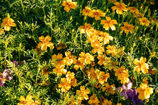 Viele gelbe Blumen Ein Hintergrund mit vielen gelben Blumen