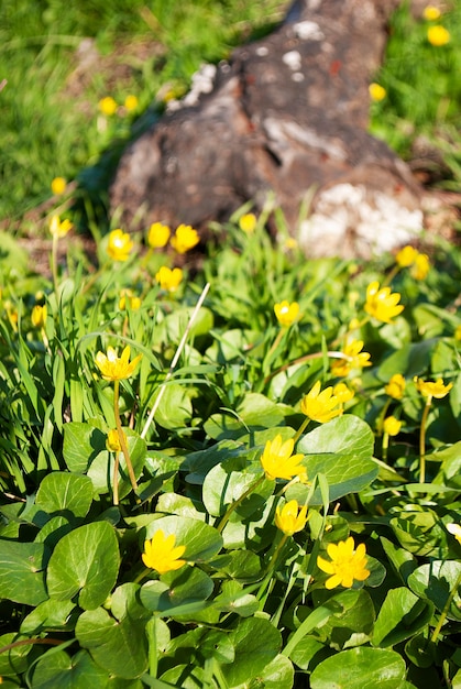 Viele gelbe kleine Blumen unter grünem Gras im Park