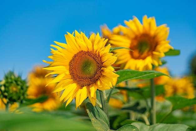 Viele gelbe Sonnenblumen gegen den blauen Himmel