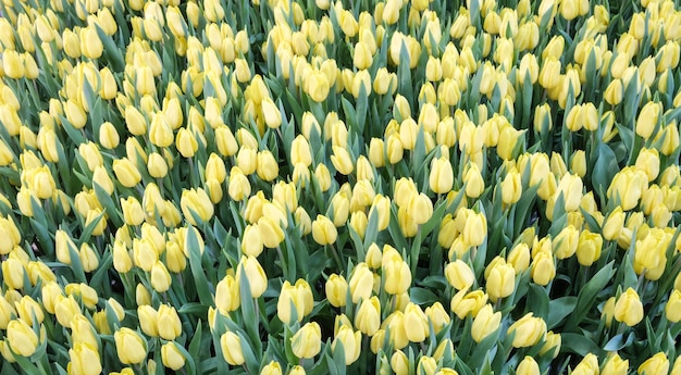 Viele gelbe Tulpen als floraler Hintergrund