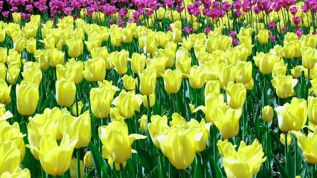 Viele gelbe Tulpen wiegen sich im Wind auf einer Freifläche im Park Konzept einer Grußkarte