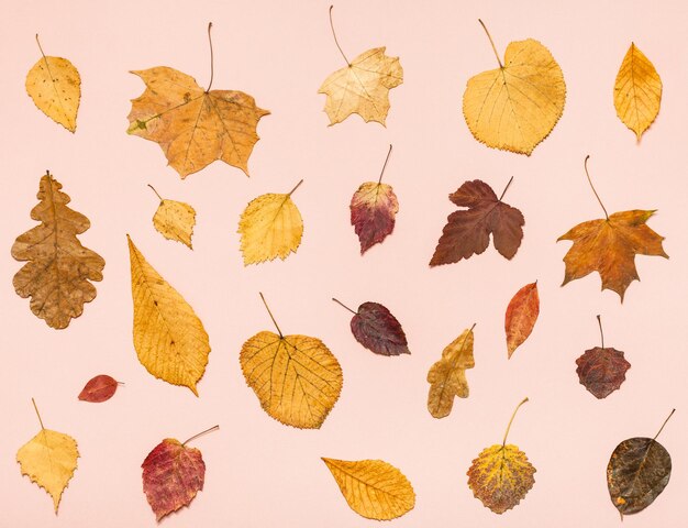 Viele getrocknete Herbstblätter auf rosafarbenem Papier