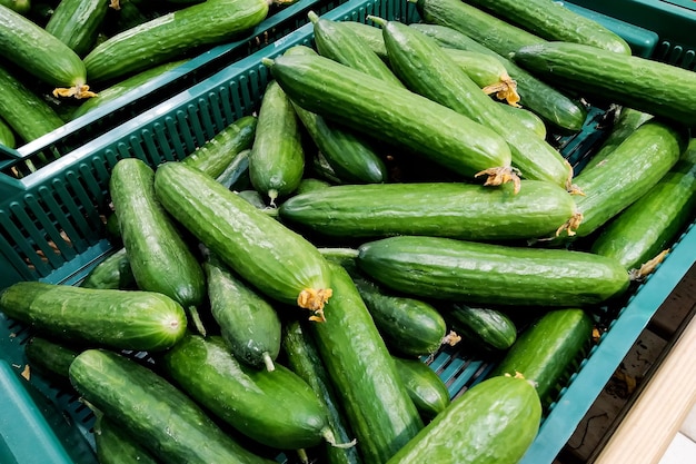 Foto viele grüne reife gurken in einer schachtel