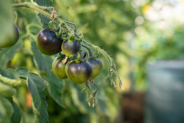 Viele grüne Tomaten an einem Strauch in einem Gewächshaus