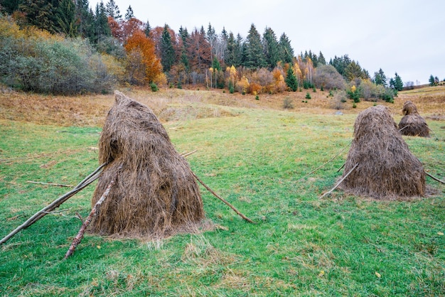 Viele Heuhaufen auf einer grünen Wiese bei bewölktem Wetter