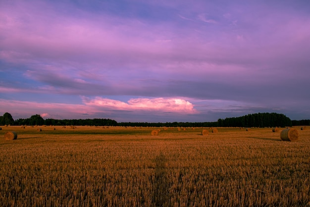 Viele Heuhaufen liegen auf dem Feld