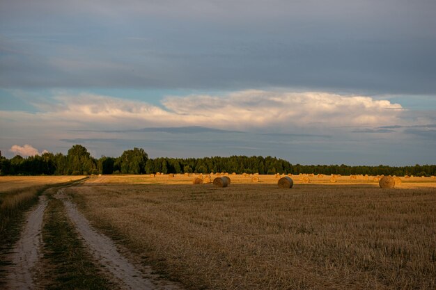 Viele Heuhaufen liegen auf dem Feld