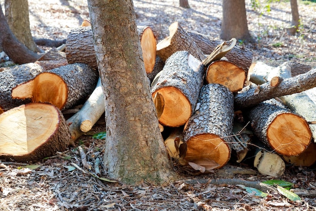 Viele Holzstücke zur Vorbereitung auf den Winter