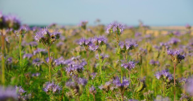 Viele Honigbienen auf buntem Naturfeld. Deutsches Umweltprojekt zur Rettung von Bienen und