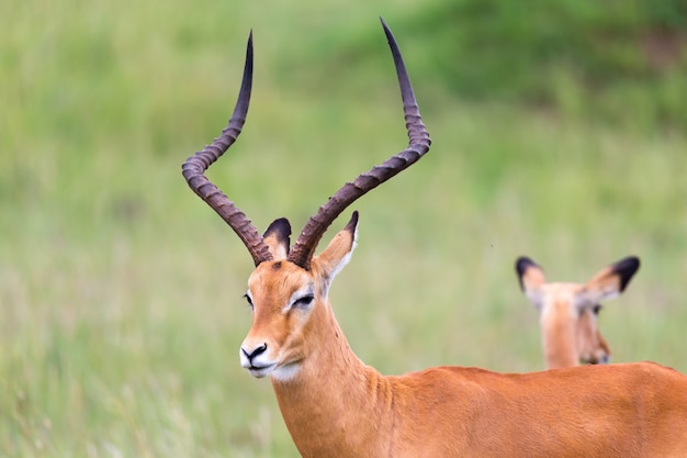 Viele Impala-Antilopen in der Graslandschaft der Savanne