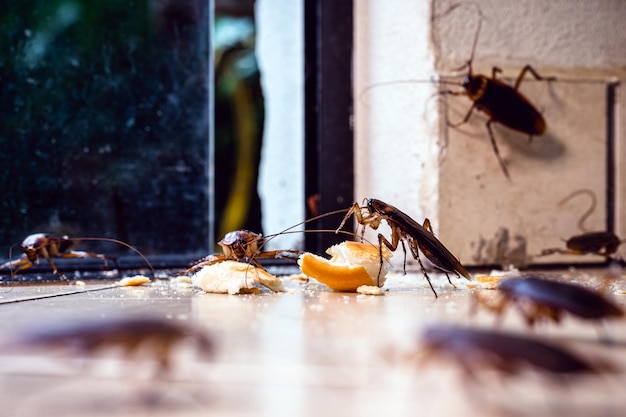 Viele Kakerlaken kommen durch die Tür in die Wohnung. Bekämpfung von Schädlingen und Insekten, Kontaminationsgefahr