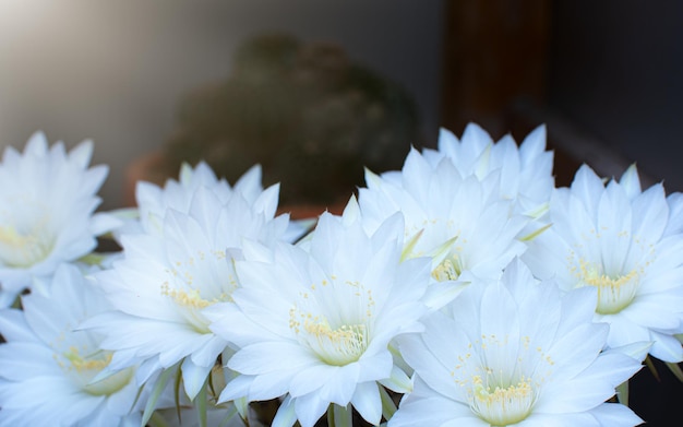 Foto viele kakteen blühen. weiße blume echinopsis subdenudata kaktus.