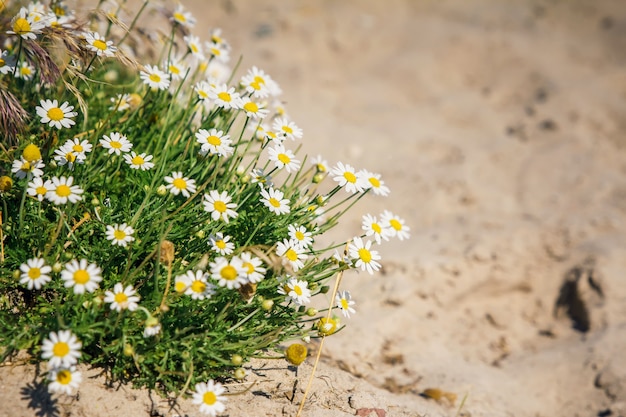 Viele Kamillenblumen auf einer Sommerwiese