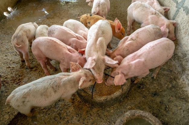 Viele kleine Ferkel kämpfen auf einer ländlichen Schweinefarm von oben um Nahrung