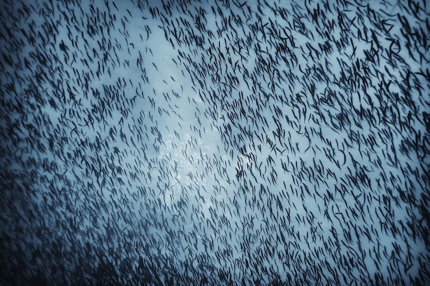 viele kleine fische im meer unter wasser / fischkolonie, angeln, szene mit wild lebenden tieren im meer