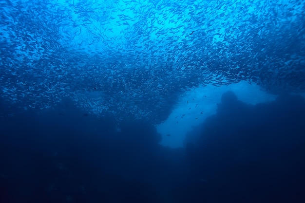 viele kleine fische im meer unter wasser / fischkolonie, angeln, szene mit wild lebenden tieren im meer