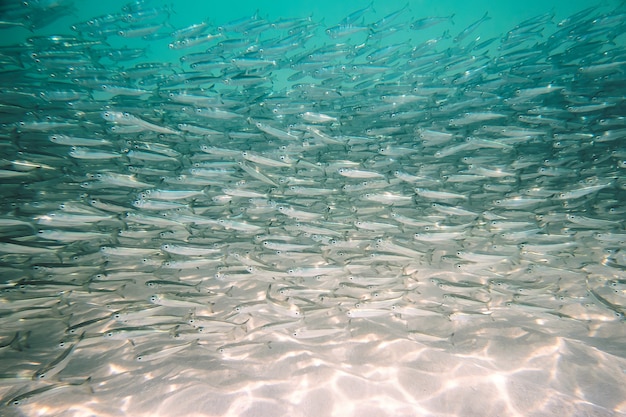 Viele kleine Fische im Meer unter Wasserfischkolonie, Angeln, Meerestierszene. Großer Schwarm kleiner grauer Fische unter Wasser im Meer. Hintergrund vieler Meeresfische
