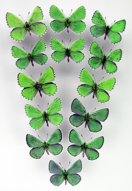 Viele kleine grün schillernde Schmetterlinge fliegen auf. Lycaenidae. isoliert auf weißem, exotischem Hintergrund