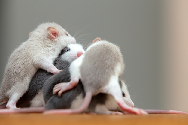 Viele kleine lustige Babyratten wärmen sich übereinander.