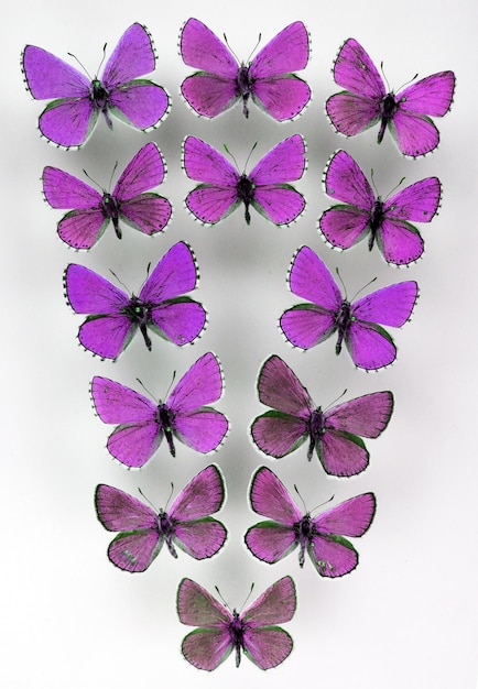 Viele kleine purpurviolett schillernde Schmetterlinge fliegen auf. Getrennt auf Weiß, Schmetterlingshintergrund