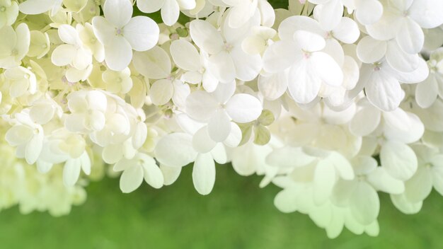 Viele kleinen Blumen der weißen Hortensie auf einem grünen Hintergrund.