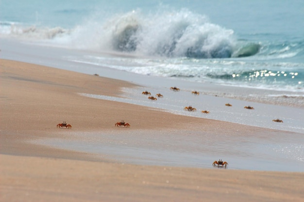 Viele Krabben am Strand