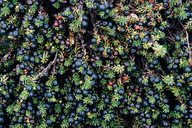 Viele Krähenbeeren im Wald auch als Empetrum nigrum bekannt