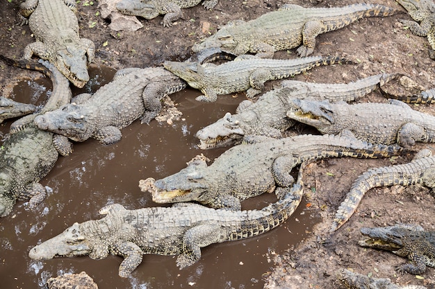 Viele Krokodile auf dem Bauernhof in Kuba.