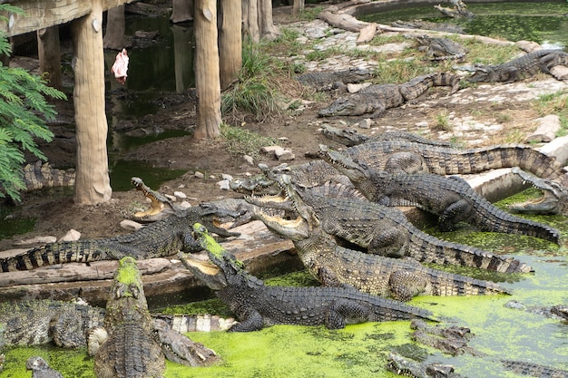 Viele Krokodile im Teich öffneten den Mund