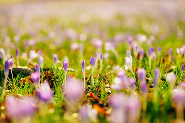 Viele Krokusse im Gras ein Feld von Krokussen in grünem Gra